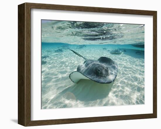 Southern Stingrays Swimming at Stingray City-Paul Souders-Framed Photographic Print