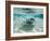 Southern Stingrays Swimming at Stingray City-Paul Souders-Framed Photographic Print