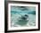 Southern Stingrays Swimming at Stingray City-Paul Souders-Framed Photographic Print