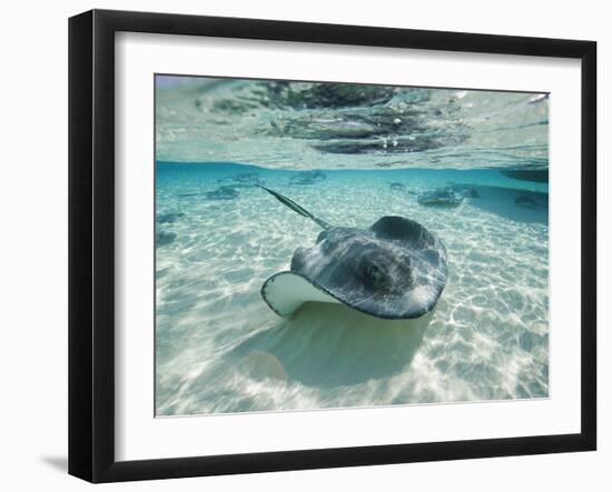 Southern Stingrays Swimming at Stingray City-Paul Souders-Framed Photographic Print