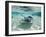 Southern Stingrays Swimming at Stingray City-Paul Souders-Framed Photographic Print