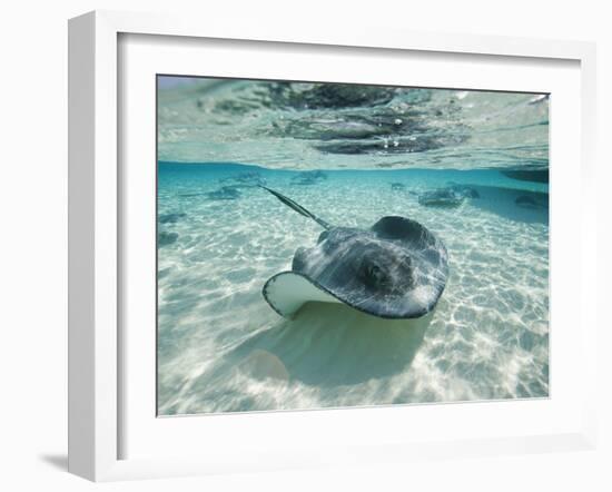 Southern Stingrays Swimming at Stingray City-Paul Souders-Framed Photographic Print