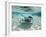 Southern Stingrays Swimming at Stingray City-Paul Souders-Framed Photographic Print