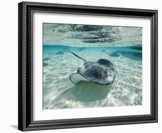 Southern Stingrays Swimming at Stingray City-Paul Souders-Framed Photographic Print