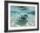 Southern Stingrays Swimming at Stingray City-Paul Souders-Framed Photographic Print