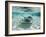 Southern Stingrays Swimming at Stingray City-Paul Souders-Framed Photographic Print