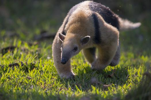 Explore the Best Tamandua Art