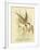 Southern Tern, 1891-Gracius Broinowski-Framed Giclee Print