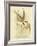 Southern Tern, 1891-Gracius Broinowski-Framed Giclee Print