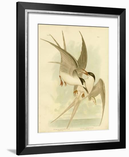 Southern Tern, 1891-Gracius Broinowski-Framed Giclee Print