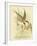 Southern Tern, 1891-Gracius Broinowski-Framed Giclee Print