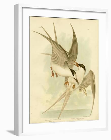 Southern Tern, 1891-Gracius Broinowski-Framed Giclee Print