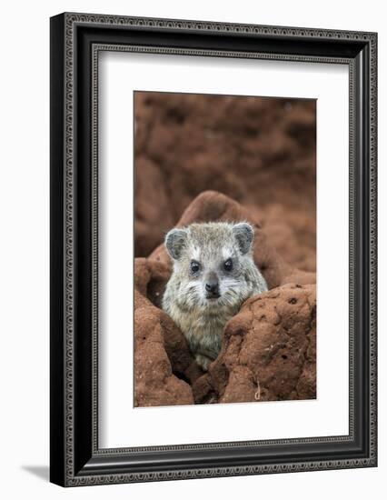 Southern Tree Hyrax (Dendrohyrax Arboreus) on a Termite Mound-Cheryl-Samantha Owen-Framed Photographic Print