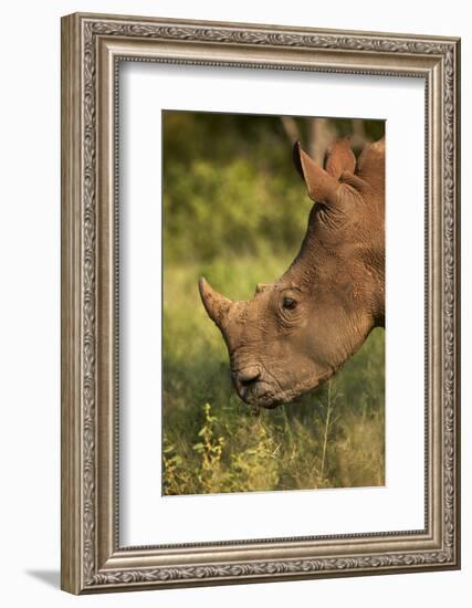 Southern white rhinoceros (Ceratotherium simum simum), Kruger National Park, South Africa-David Wall-Framed Photographic Print