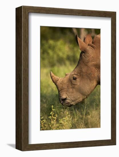 Southern white rhinoceros (Ceratotherium simum simum), Kruger National Park, South Africa-David Wall-Framed Photographic Print