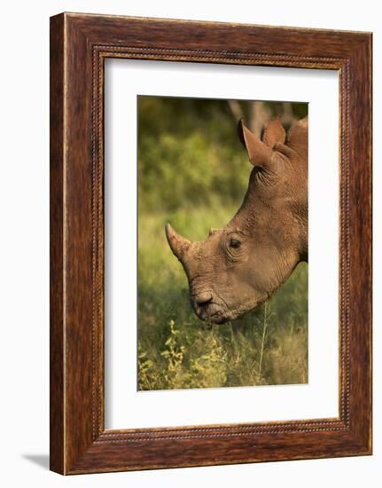 Southern white rhinoceros (Ceratotherium simum simum), Kruger National Park, South Africa-David Wall-Framed Photographic Print