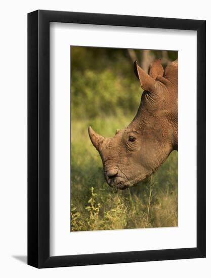 Southern white rhinoceros (Ceratotherium simum simum), Kruger National Park, South Africa-David Wall-Framed Photographic Print