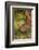 Southern white rhinoceros (Ceratotherium simum simum), Kruger National Park, South Africa-David Wall-Framed Photographic Print