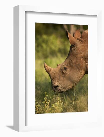 Southern white rhinoceros (Ceratotherium simum simum), Kruger National Park, South Africa-David Wall-Framed Photographic Print