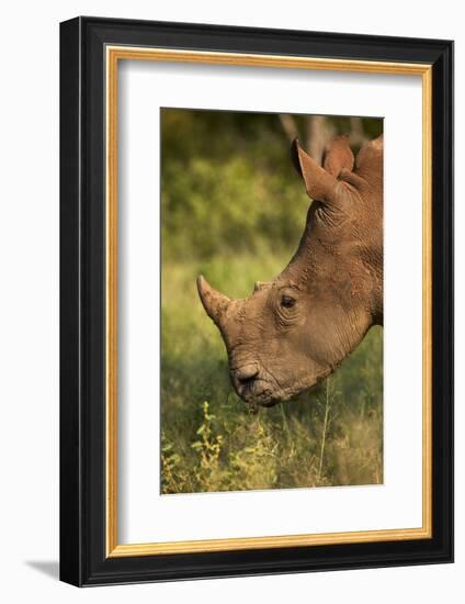 Southern white rhinoceros (Ceratotherium simum simum), Kruger National Park, South Africa-David Wall-Framed Photographic Print