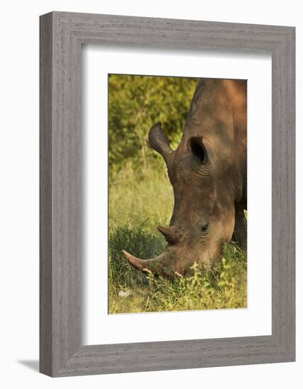 Southern white rhinoceros (Ceratotherium simum simum), Kruger National Park, South Africa-David Wall-Framed Photographic Print