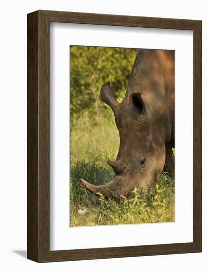 Southern white rhinoceros (Ceratotherium simum simum), Kruger National Park, South Africa-David Wall-Framed Photographic Print