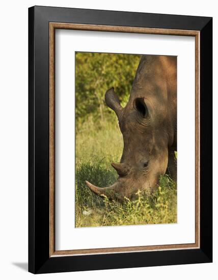 Southern white rhinoceros (Ceratotherium simum simum), Kruger National Park, South Africa-David Wall-Framed Photographic Print