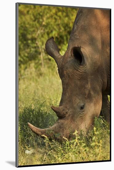 Southern white rhinoceros (Ceratotherium simum simum), Kruger National Park, South Africa-David Wall-Mounted Photographic Print