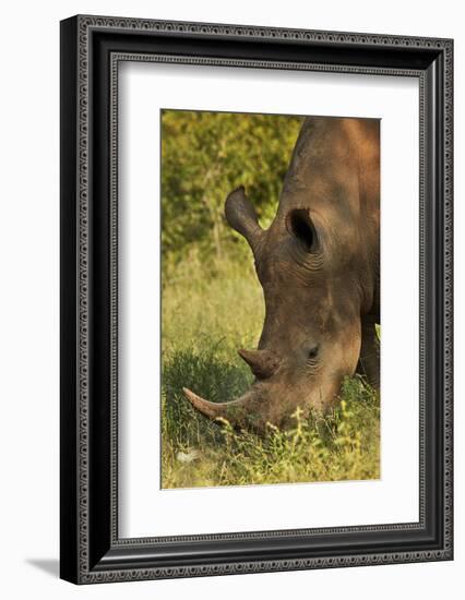 Southern white rhinoceros (Ceratotherium simum simum), Kruger National Park, South Africa-David Wall-Framed Photographic Print