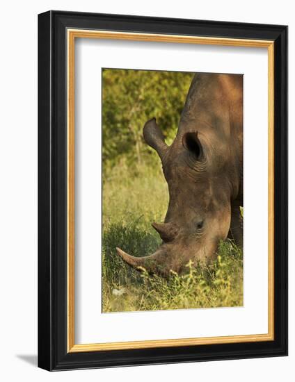 Southern white rhinoceros (Ceratotherium simum simum), Kruger National Park, South Africa-David Wall-Framed Photographic Print