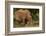 Southern white rhinoceros (Ceratotherium simum simum), Kruger National Park, South Africa-David Wall-Framed Photographic Print