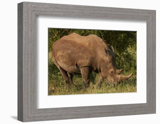 Southern white rhinoceros (Ceratotherium simum simum), Kruger National Park, South Africa-David Wall-Framed Photographic Print