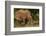 Southern white rhinoceros (Ceratotherium simum simum), Kruger National Park, South Africa-David Wall-Framed Photographic Print