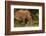 Southern white rhinoceros (Ceratotherium simum simum), Kruger National Park, South Africa-David Wall-Framed Photographic Print