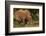 Southern white rhinoceros (Ceratotherium simum simum), Kruger National Park, South Africa-David Wall-Framed Photographic Print