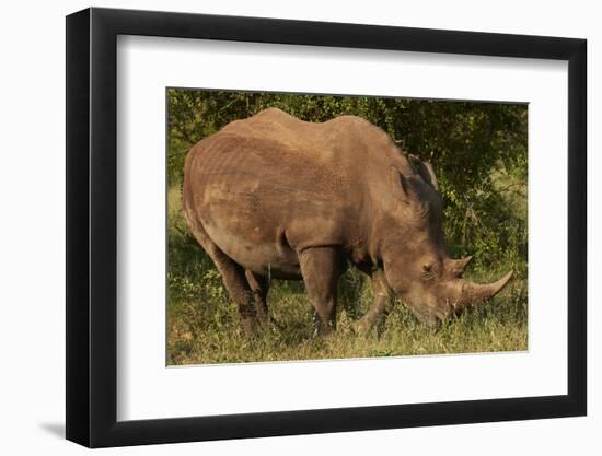 Southern white rhinoceros (Ceratotherium simum simum), Kruger National Park, South Africa-David Wall-Framed Photographic Print