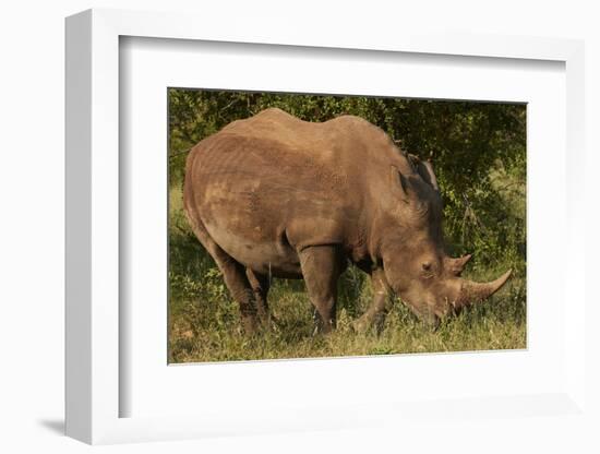 Southern white rhinoceros (Ceratotherium simum simum), Kruger National Park, South Africa-David Wall-Framed Photographic Print