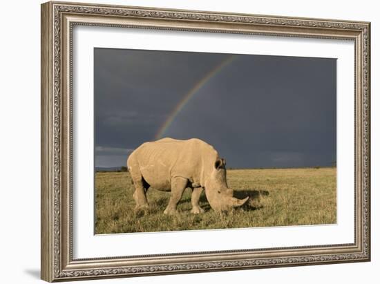 Southern White Rhinoceros Feeding with Rainbow-null-Framed Photographic Print