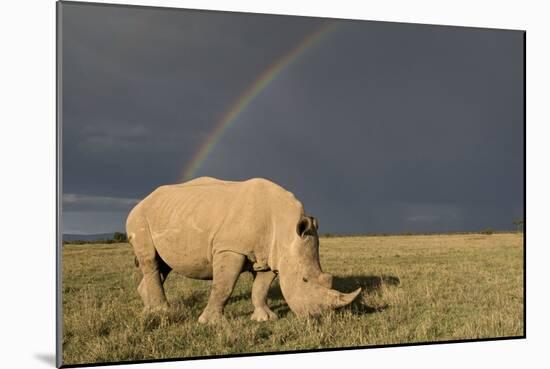 Southern White Rhinoceros Feeding with Rainbow-null-Mounted Photographic Print