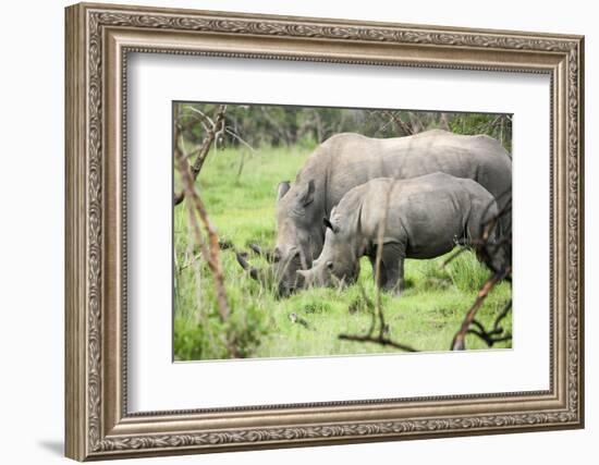 Southern white rhinos, mother and calf, at Ziwa Rhino Sanctuary, Uganda, Africa-Tom Broadhurst-Framed Photographic Print