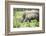 Southern white rhinos, mother and calf, at Ziwa Rhino Sanctuary, Uganda, Africa-Tom Broadhurst-Framed Photographic Print