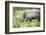 Southern white rhinos, mother and calf, at Ziwa Rhino Sanctuary, Uganda, Africa-Tom Broadhurst-Framed Photographic Print