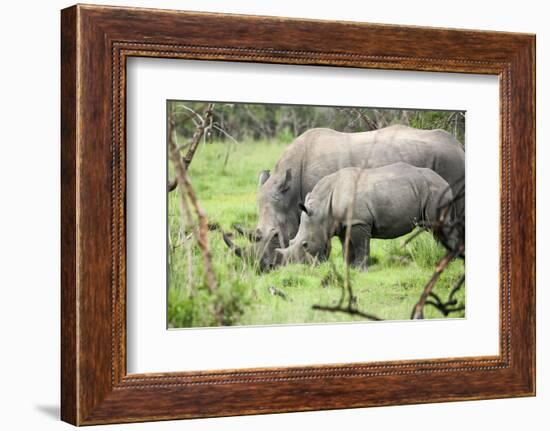 Southern white rhinos, mother and calf, at Ziwa Rhino Sanctuary, Uganda, Africa-Tom Broadhurst-Framed Photographic Print