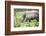 Southern white rhinos, mother and calf, at Ziwa Rhino Sanctuary, Uganda, Africa-Tom Broadhurst-Framed Photographic Print