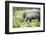 Southern white rhinos, mother and calf, at Ziwa Rhino Sanctuary, Uganda, Africa-Tom Broadhurst-Framed Photographic Print