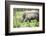 Southern white rhinos, mother and calf, at Ziwa Rhino Sanctuary, Uganda, Africa-Tom Broadhurst-Framed Photographic Print