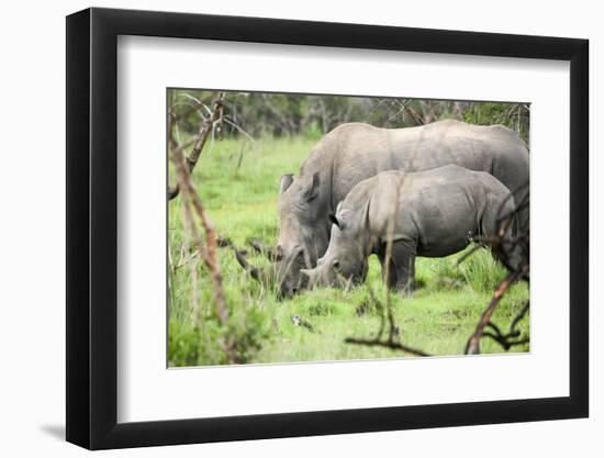 Southern white rhinos, mother and calf, at Ziwa Rhino Sanctuary, Uganda, Africa-Tom Broadhurst-Framed Photographic Print