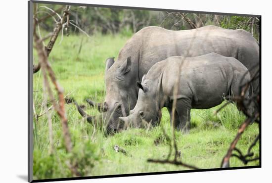 Southern white rhinos, mother and calf, at Ziwa Rhino Sanctuary, Uganda, Africa-Tom Broadhurst-Mounted Photographic Print