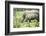 Southern white rhinos, mother and calf, at Ziwa Rhino Sanctuary, Uganda, Africa-Tom Broadhurst-Framed Photographic Print