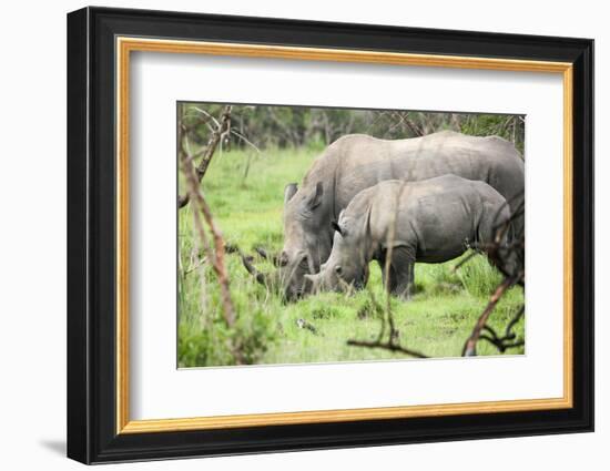 Southern white rhinos, mother and calf, at Ziwa Rhino Sanctuary, Uganda, Africa-Tom Broadhurst-Framed Photographic Print